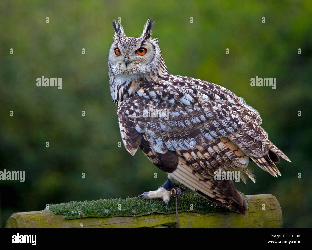 Gufo reale (Bubo bubo) Foto Stock