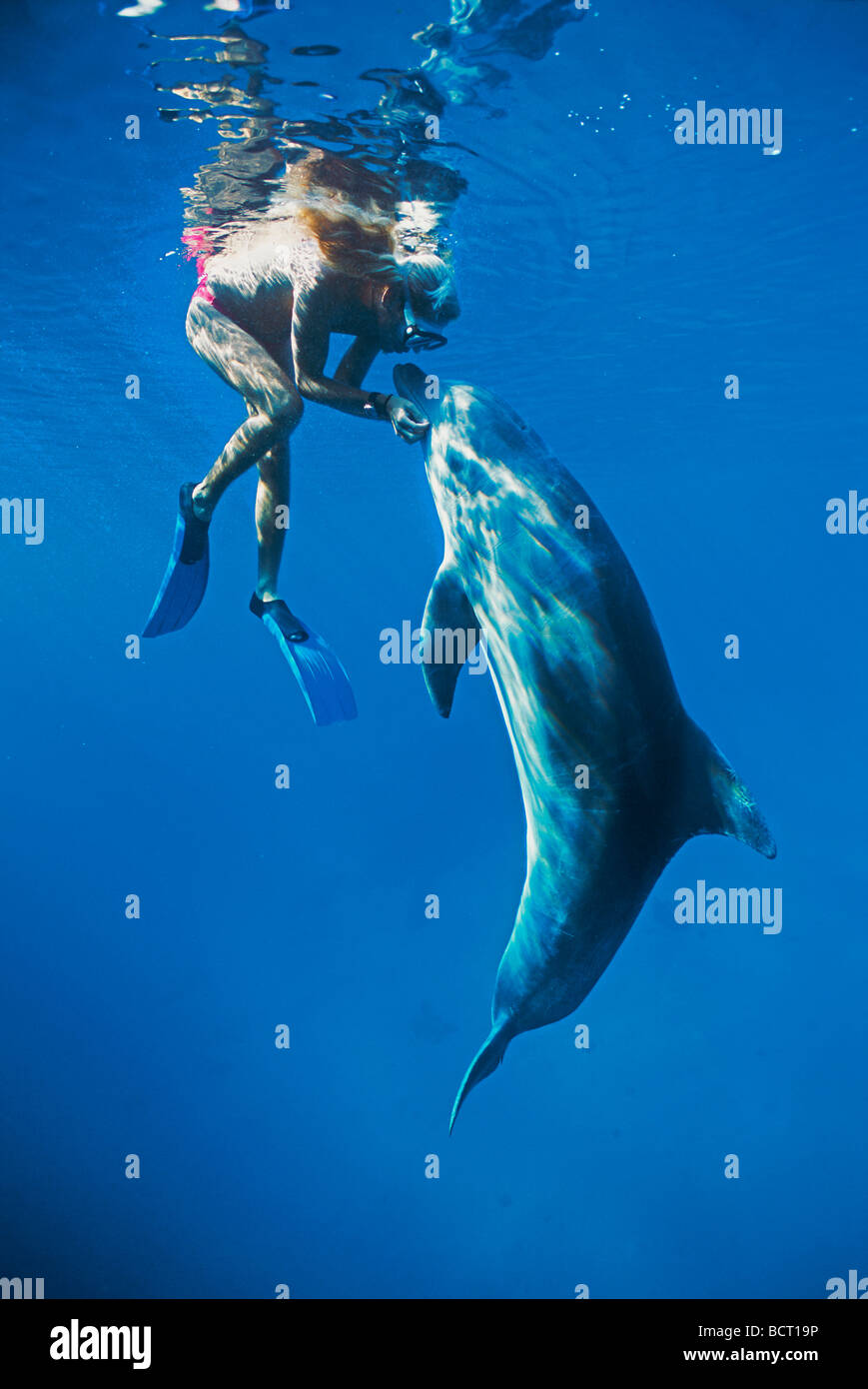Dolphin trainer nuota con Tursiope Tursiops truncatus Dolphin Reef Eilat Israele Mare Rosso Foto Stock