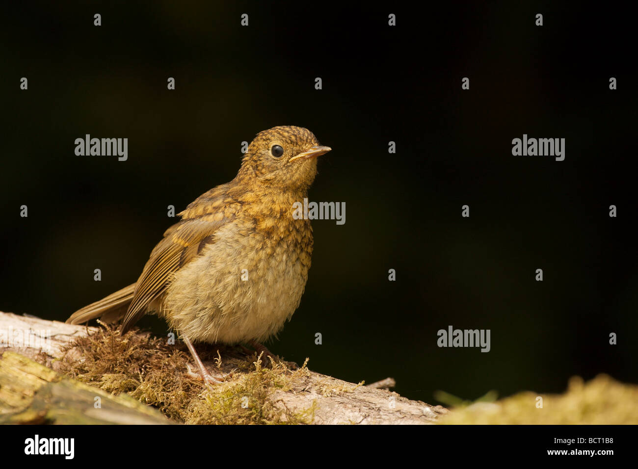 Un giovane Robin nel suo screziato il piumaggio bruno Foto Stock