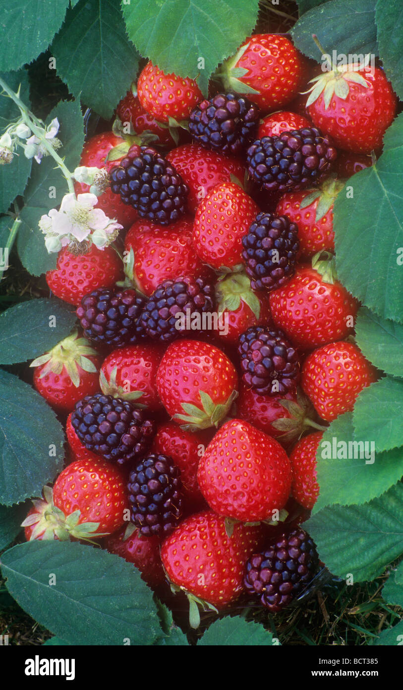 Fragole e More display, Surrey, Regno Unito Foto Stock