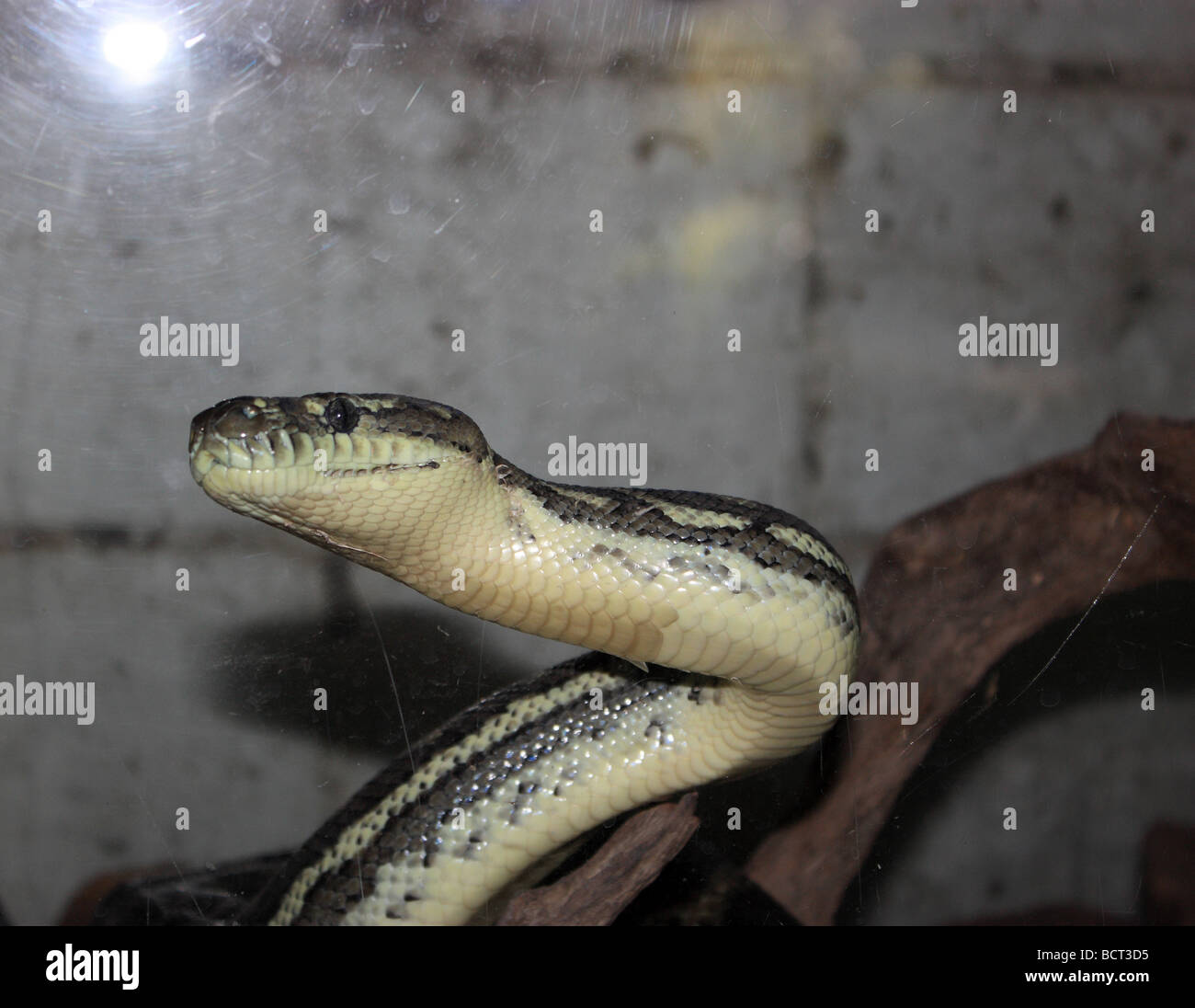 Tappeto PYTHON SNAKE sul ramo di un albero orizzontale11292 BDA Foto Stock