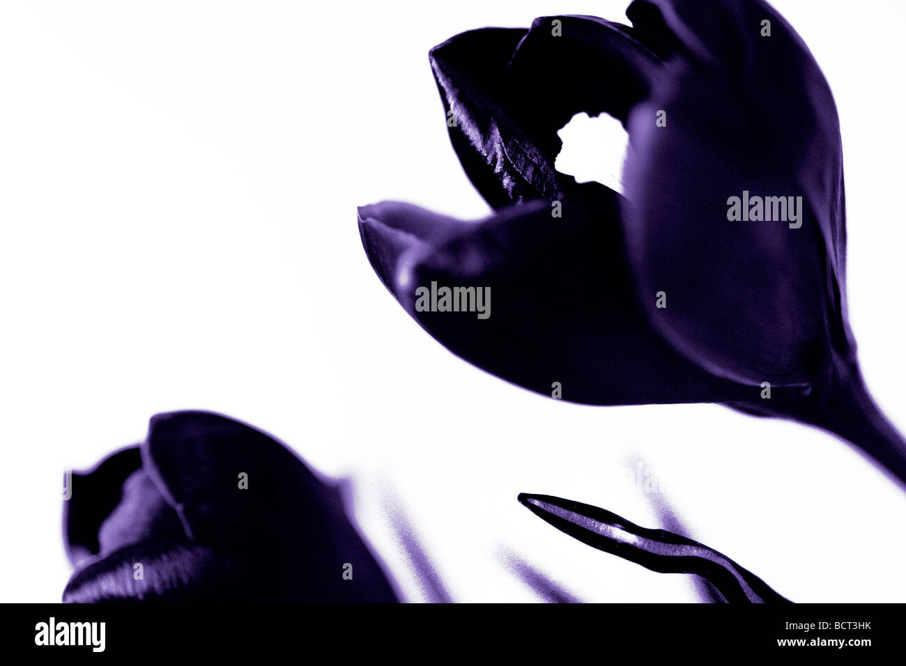 Minima e immagine contemporanea del classico crocus come bicromia arte fotografia Jane Ann Butler JABP Fotografia344 Foto Stock