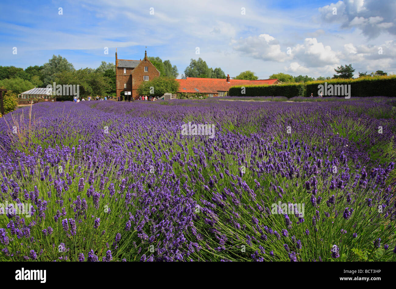 Norfolk Lavender Farm a Caley Mill, Heacham. Foto Stock