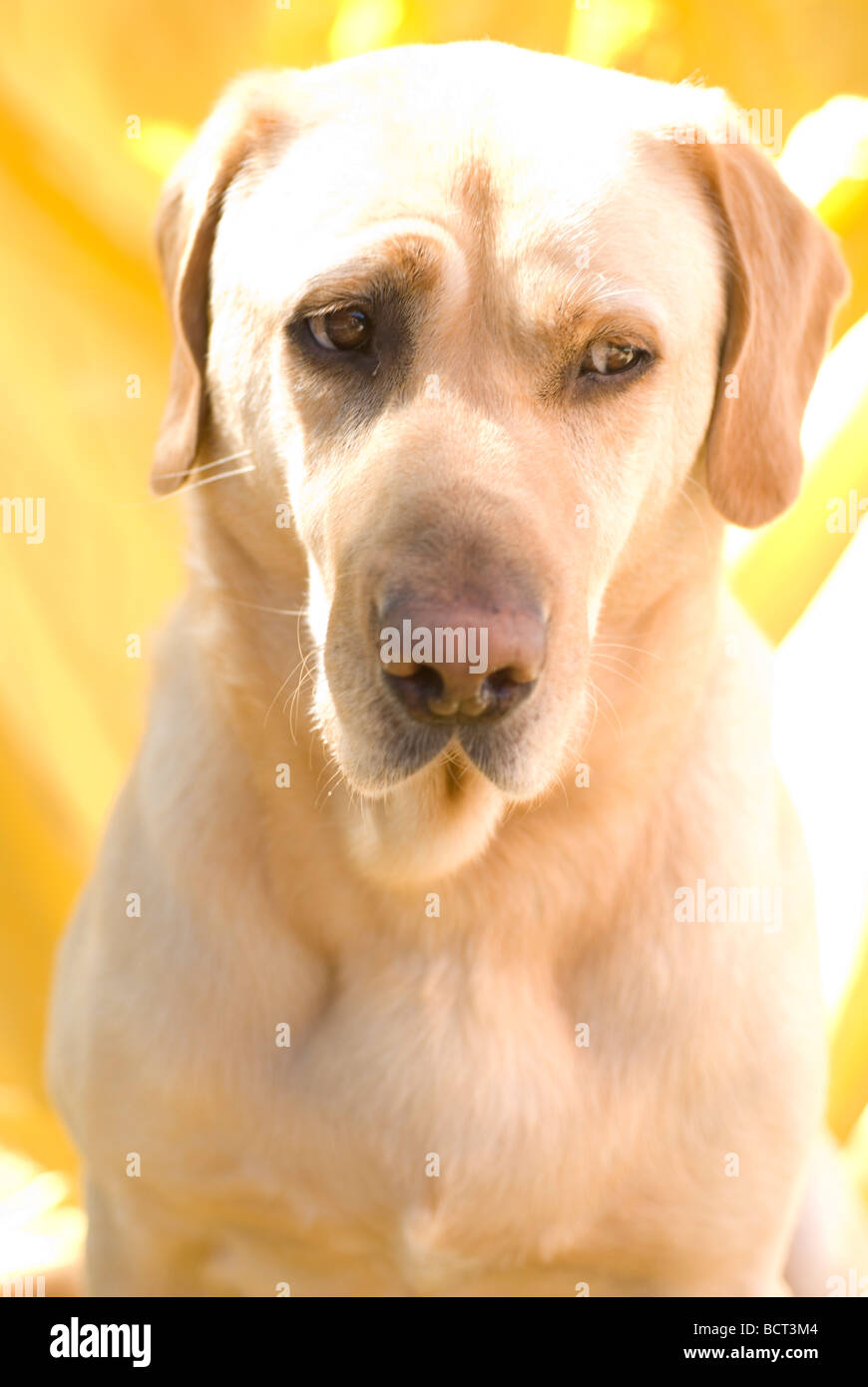 Cane Labrador su sfondo giallo e espressione divertente, guardando fuori degli occhi ad angolo Foto Stock