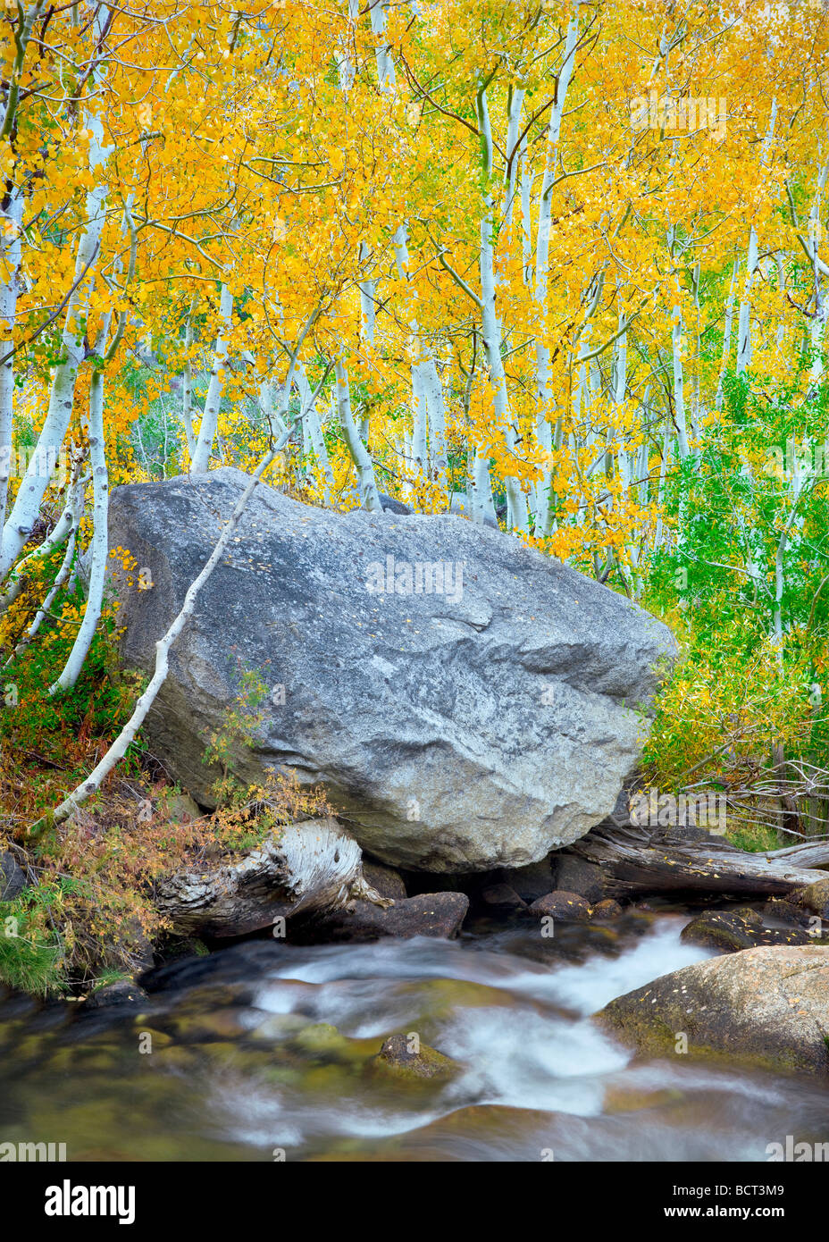 Forcella sud Vescovo Creek con fall aspens colorati di Inyo National Forest Eastern Sierras California Foto Stock