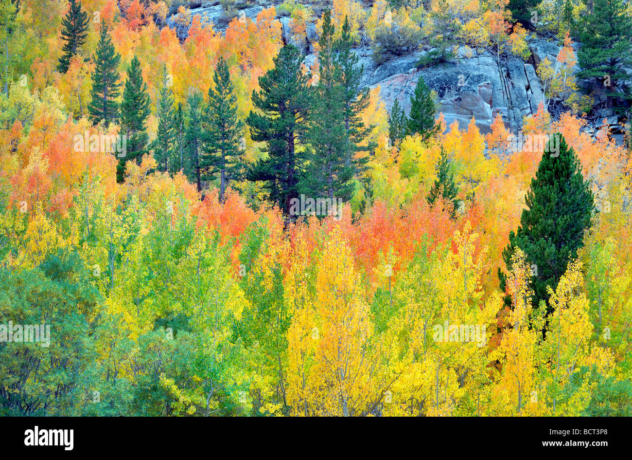 Foresta mista di aspens in autunno colori e abeti di Inyo National Forest in California Foto Stock