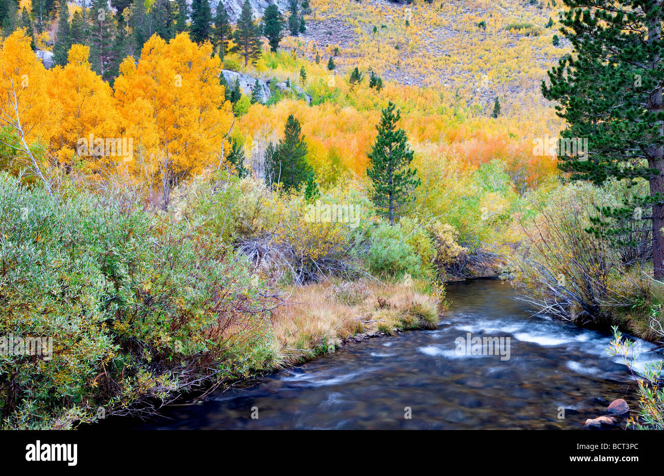 Forcella sud Vescovo Creek con fall aspens colorati di Inyo National Forest Eastern Sierras California Foto Stock
