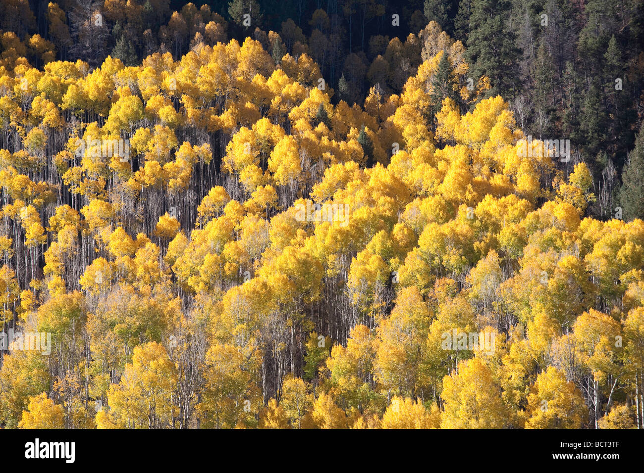 Golden vacilla aspen comingle alberi di conifere su una collina nei pressi di Chama in Nuovo Messico Foto Stock