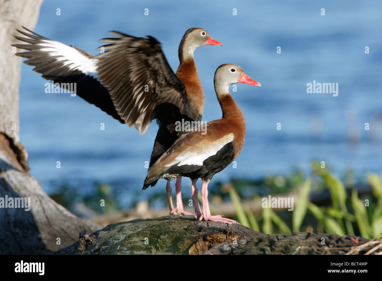 Nero fischio panciuto anatre Foto Stock