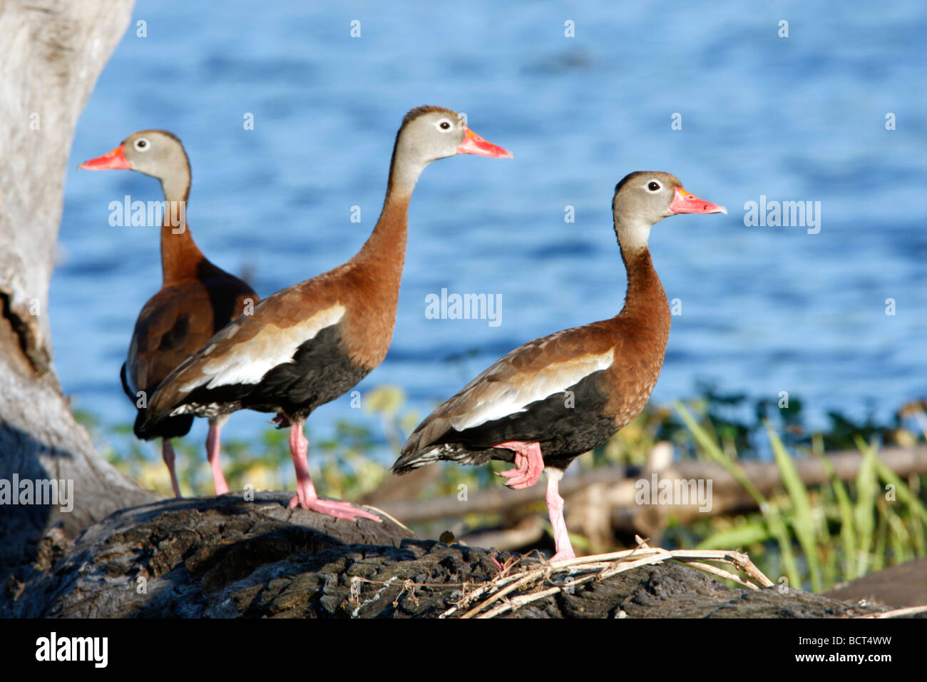 Nero fischio panciuto anatre Foto Stock