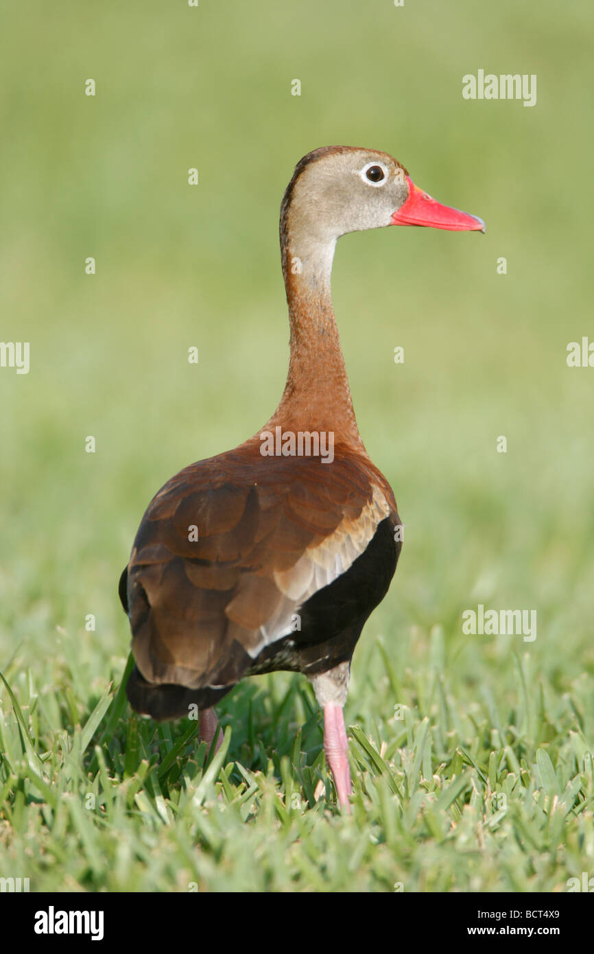 Nero fischio panciuto Duck - Verticale Foto Stock