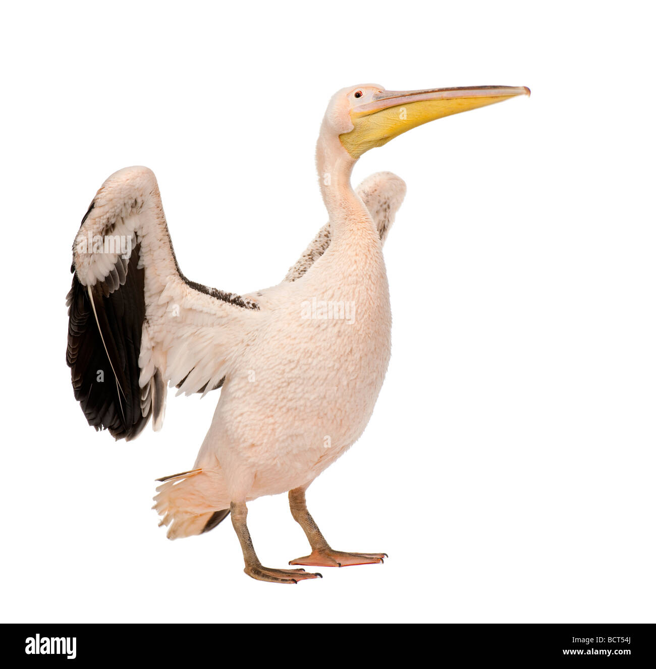 White Pelican, Pelecanus onocrotalus, diciotto mesi, di fronte a uno sfondo bianco, studio shot Foto Stock
