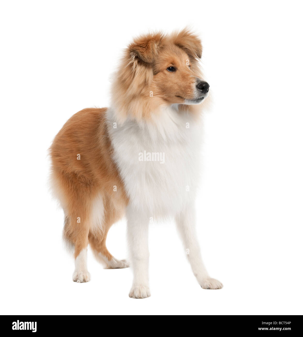 Sheltie cane, 5 mesi di età, di fronte a uno sfondo bianco, studio shot Foto Stock