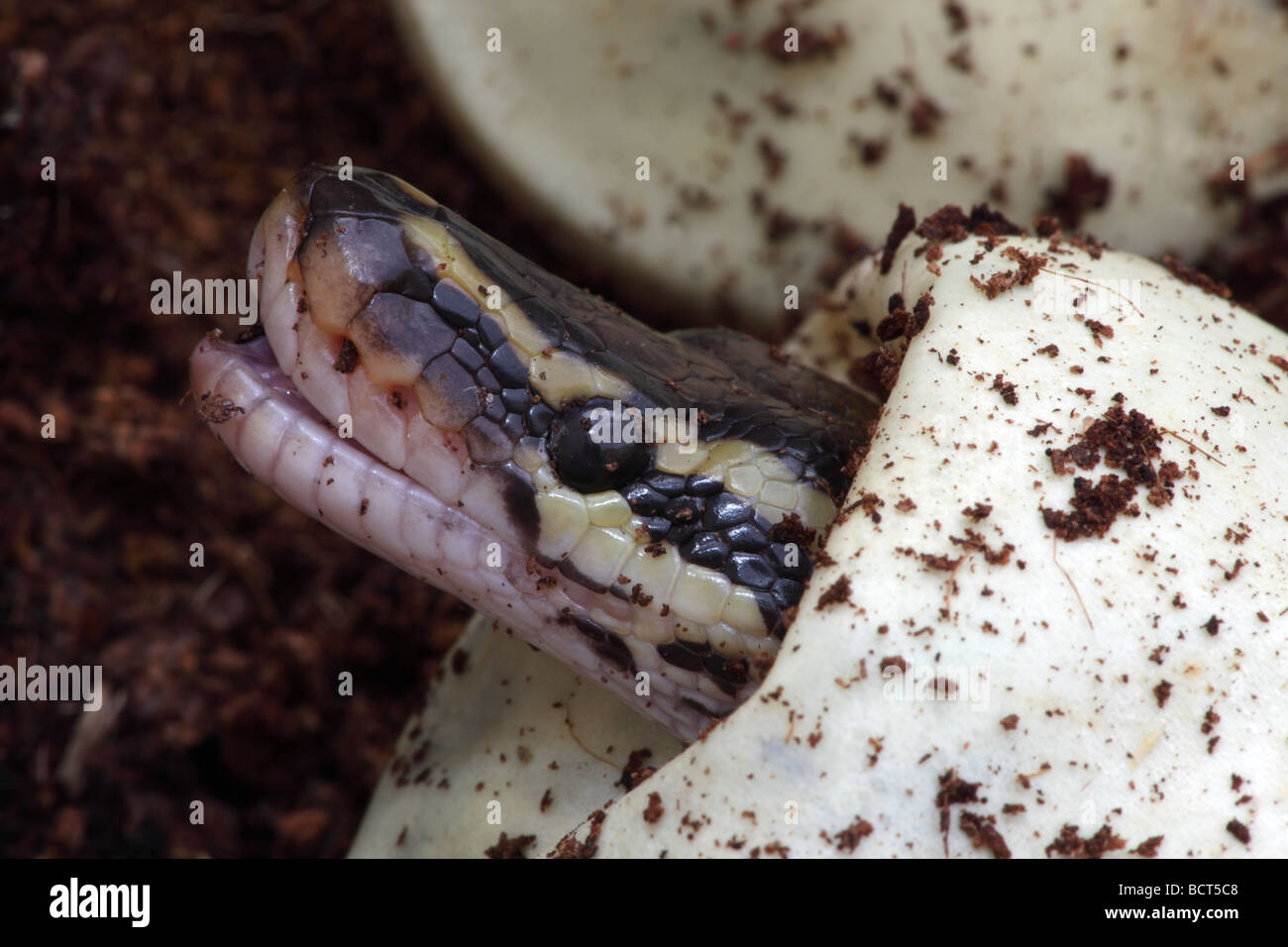 Sfera (Python Python regius) vincolato dalla schiusa delle uova - nativa per l'Africa Foto Stock