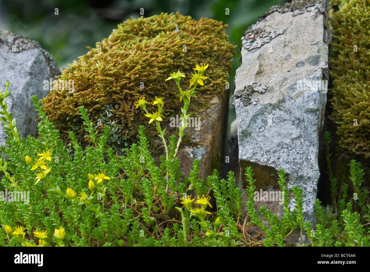 Mordere stonecrop e moss su un lichene parete coperta in Swaledale, North Yorkshire Foto Stock