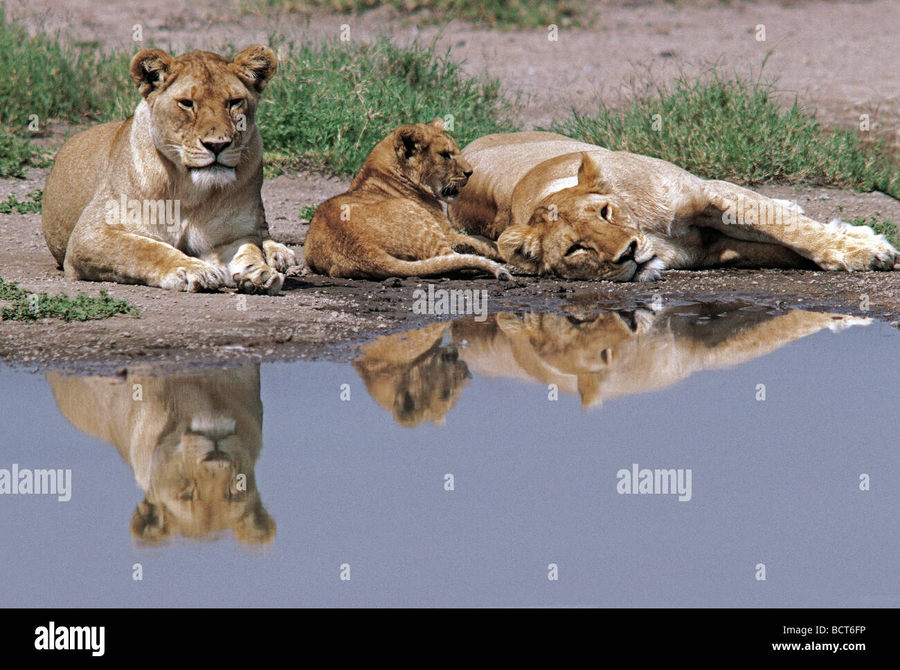 Due leonesse e un cucciolo con le loro riflessioni a una piscina nel parco nazionale del Serengeti Tanzania Africa orientale Foto Stock