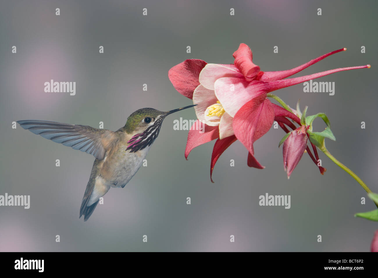Calliope Hummingbird - Maschio a Fiore Fucsia Stellula calliope British Columbia, Canada BI018845 Foto Stock