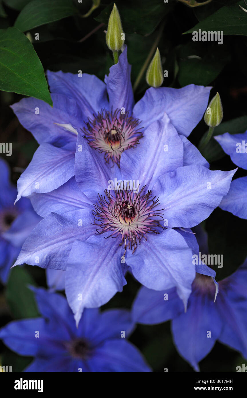 Blue fiori e boccioli di un clematide (Clematis) Foto Stock