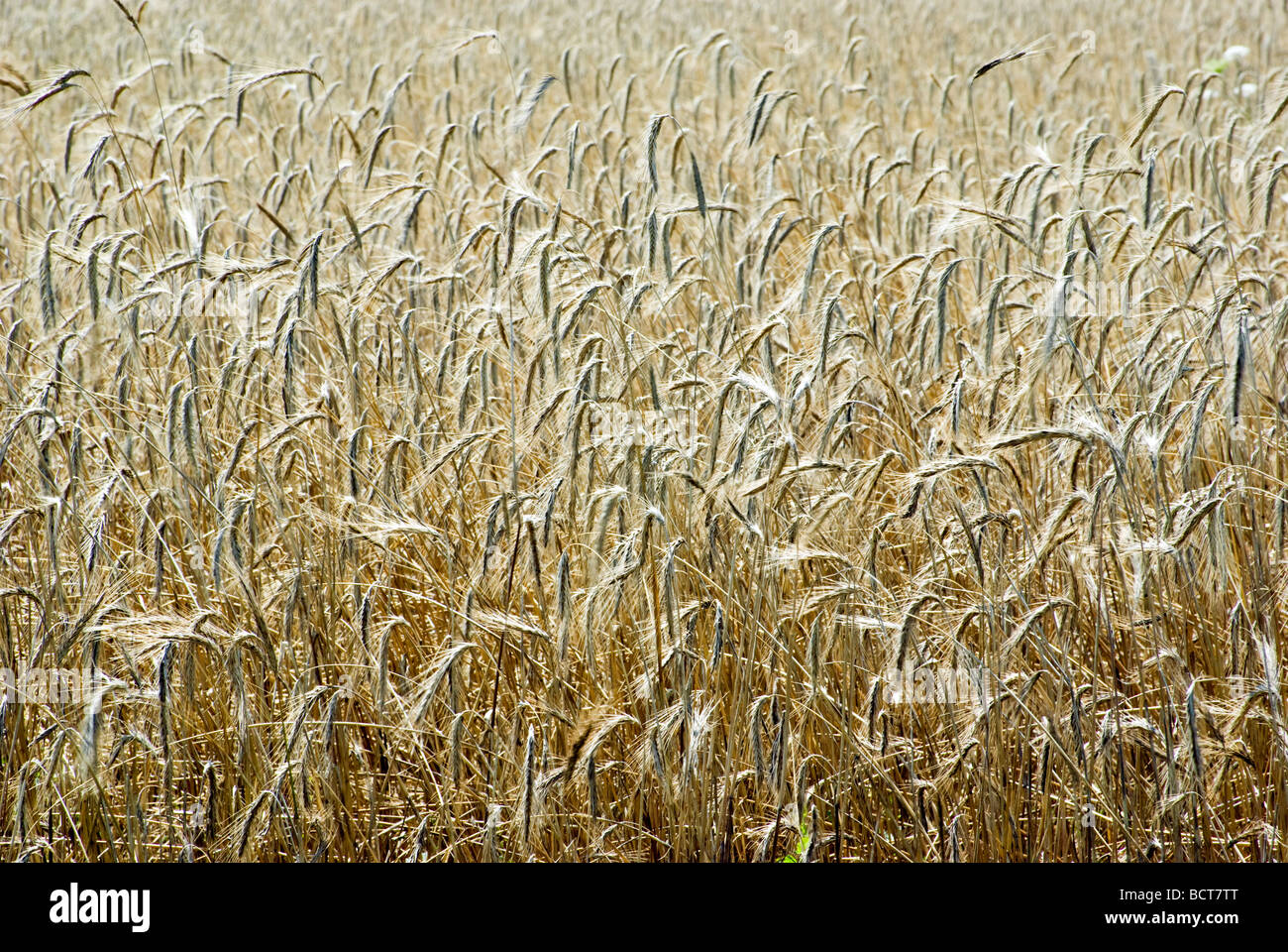 Orzo Foto Stock