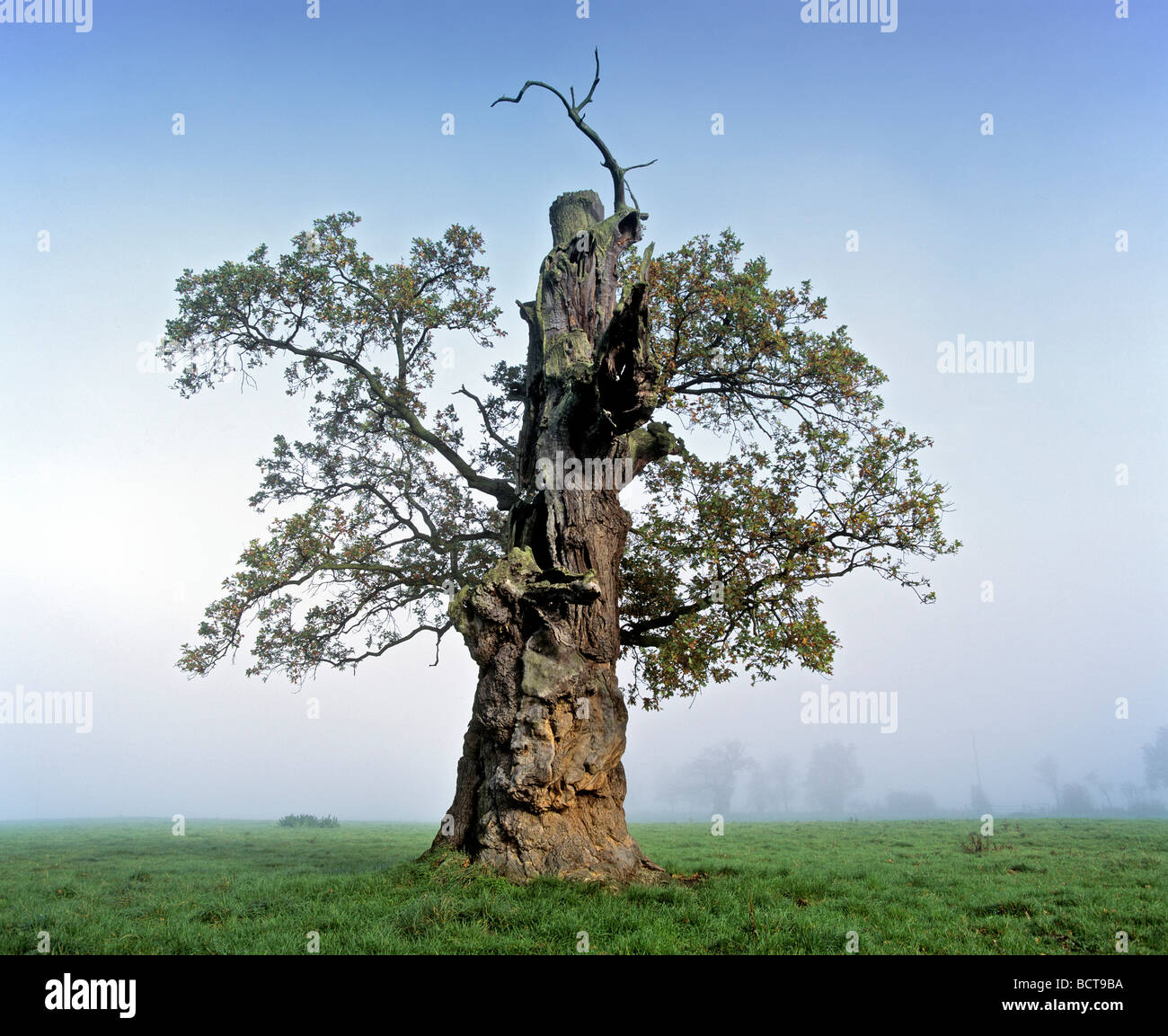 Gnarly quercia (Quercus), nella nebbia mattutina, vecchio albero tronco, Beberbeck, Hesse, Germania, Europa Foto Stock