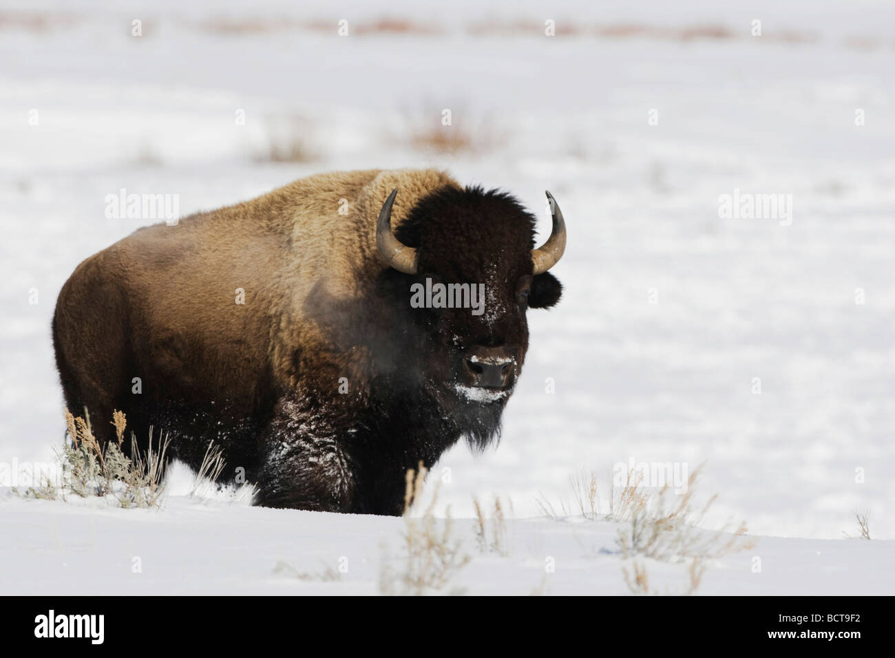 American Buffalo Bison bison bison adulto nella neve il Parco Nazionale di Yellowstone Wyoming USA Foto Stock