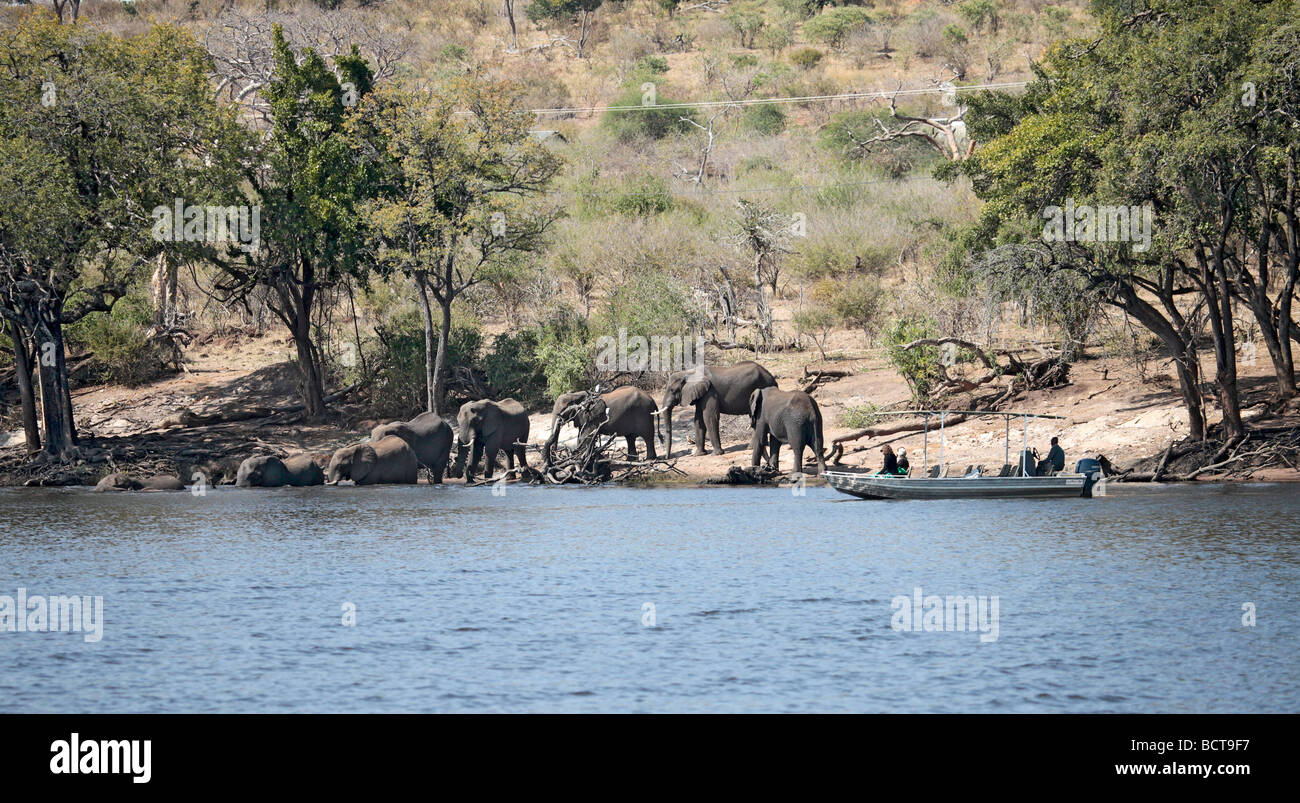 Un corso di laurea branco di elefanti africani entrata in acqua del fiume Chobe in Botswana. La gente guarda da una piccola barca. Foto Stock
