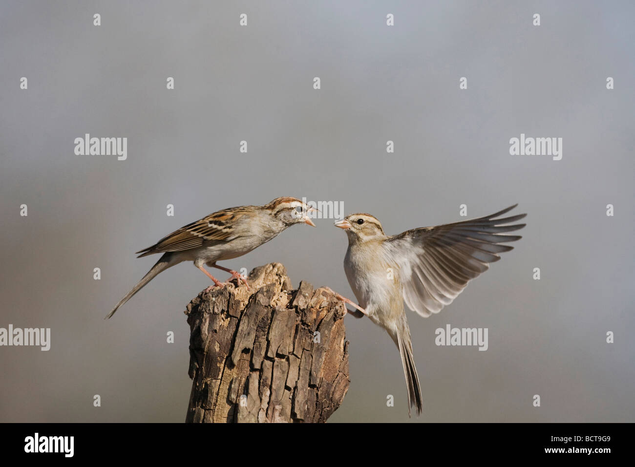 Chipping Sparrow Spizella passerina adulti combattimenti Sinton Corpus Christi Coastal Bend Texas USA Foto Stock