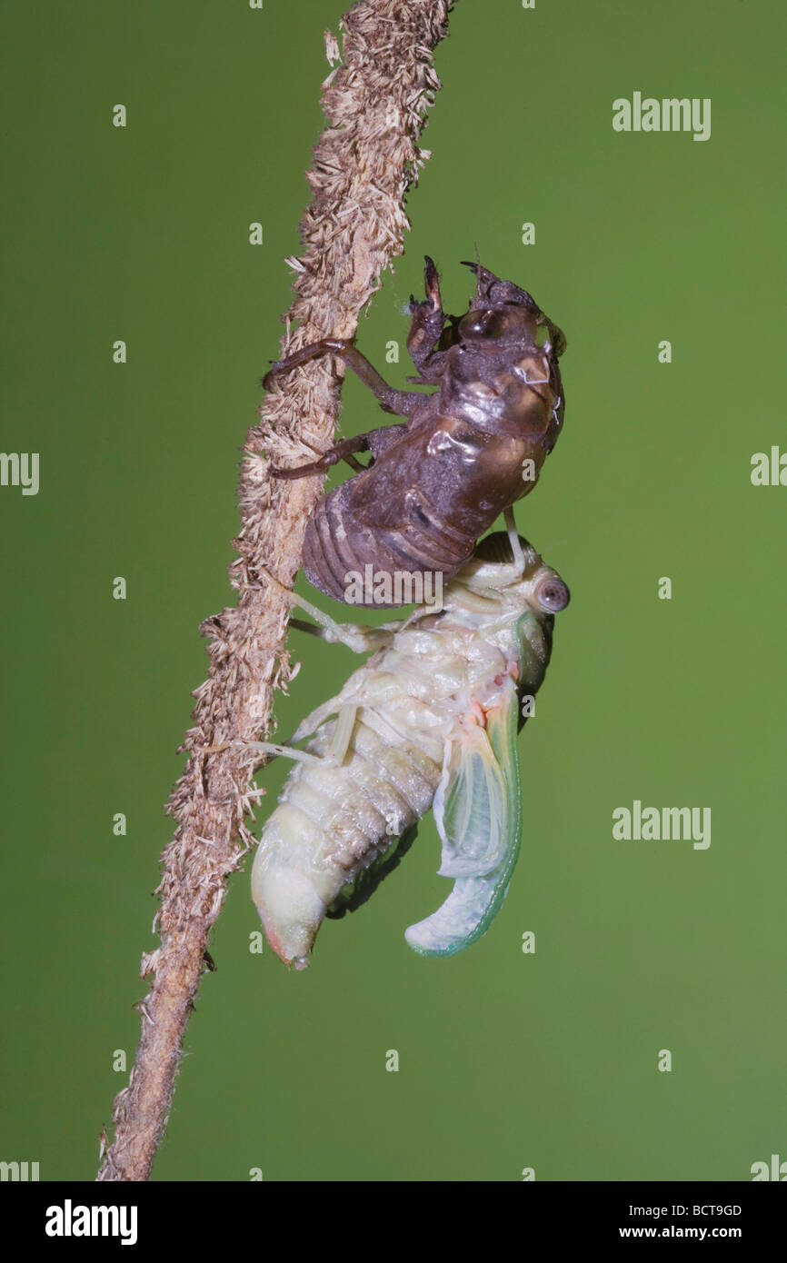 Cicala Tibicen adulto affilatura emersa dalla ninfa di essiccamento della pelle ali Sinton Corpus Christi Coastal Bend Texas USA Foto Stock