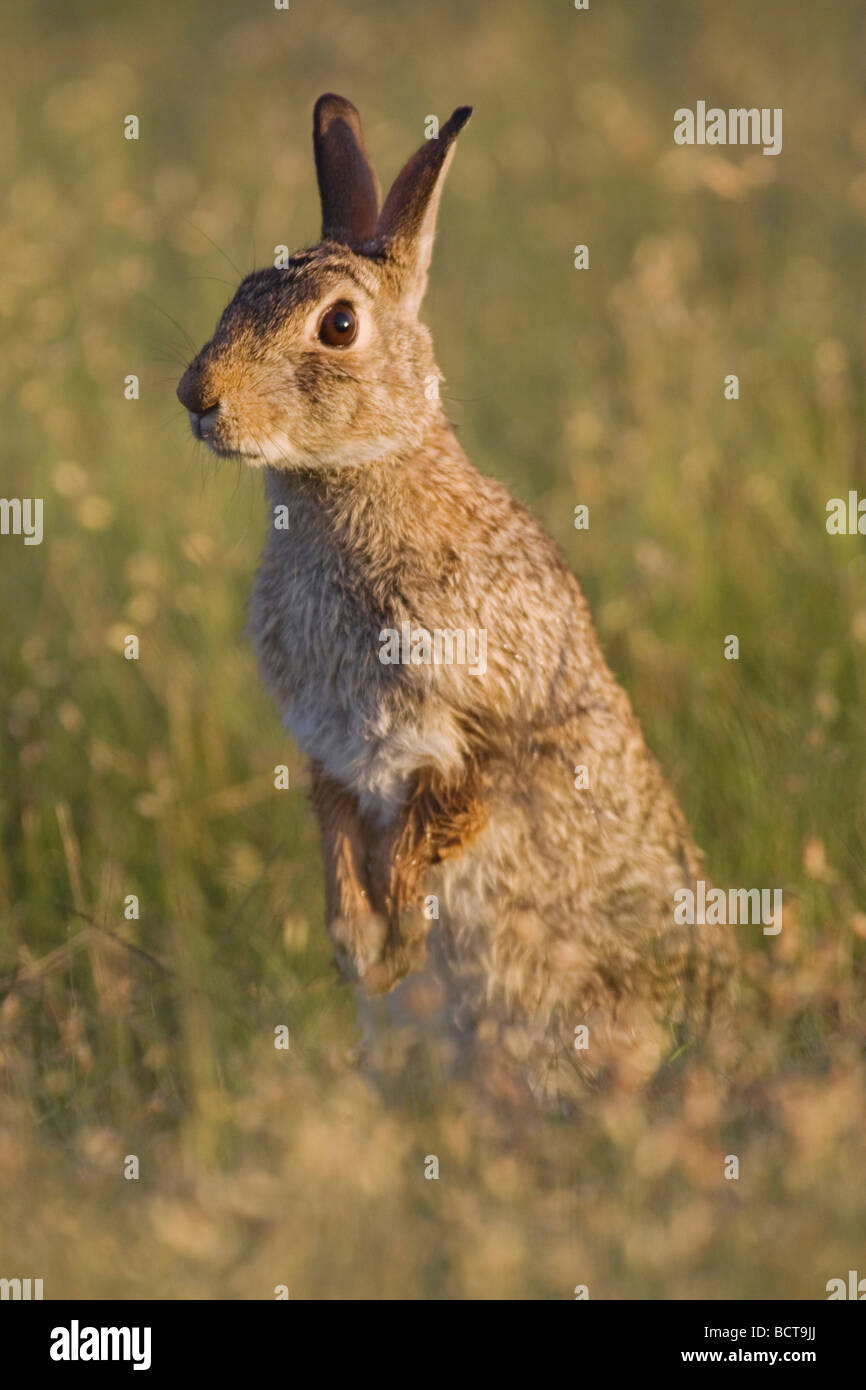 Silvilago orientale Sylvilagus floridanus Sinton Corpus Christi Coastal Bend Texas USA Foto Stock