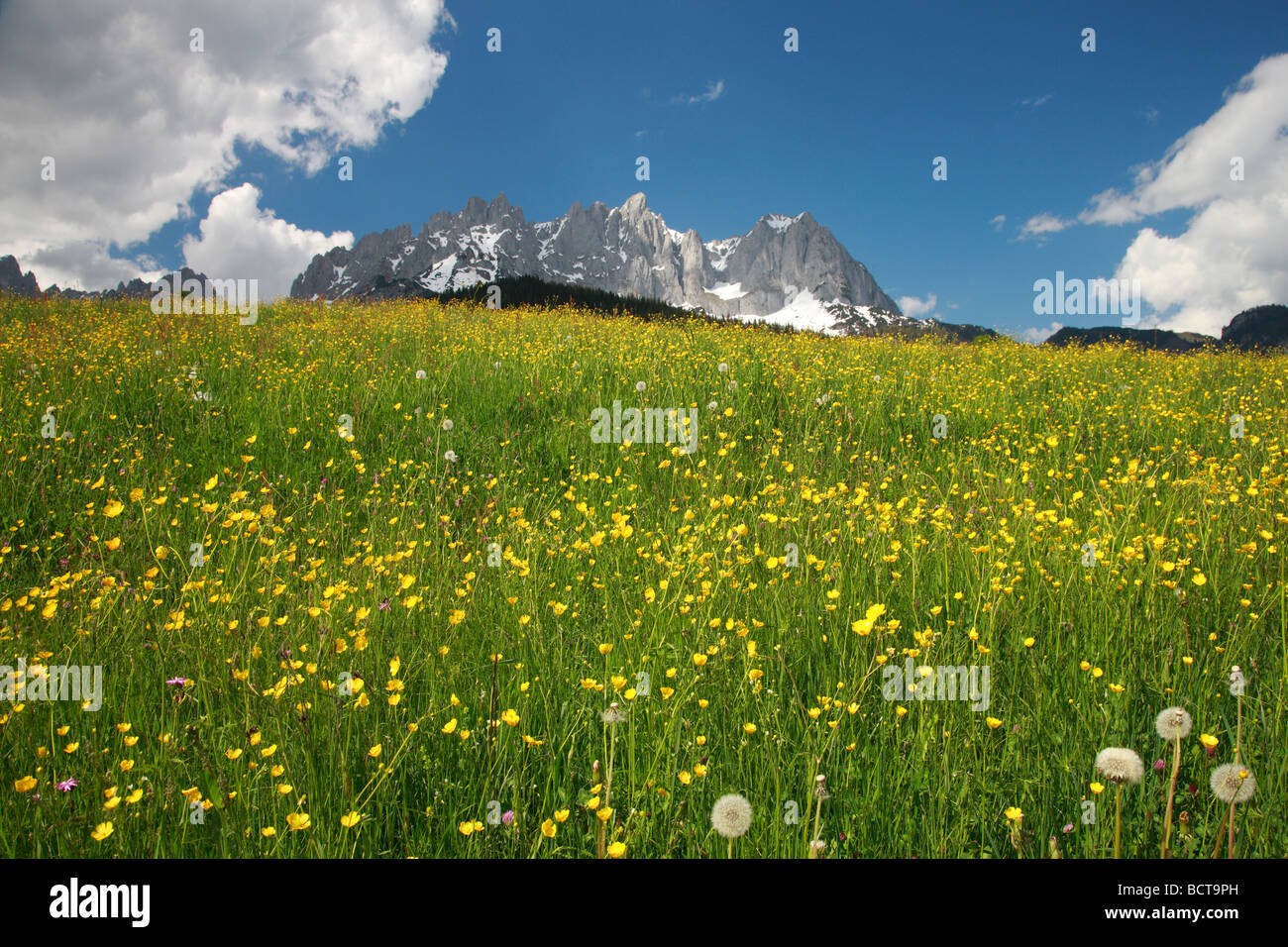La molla, fiore prato in andando, montagna Wilder Kaiser in Tirolo, Austria, Europa Foto Stock
