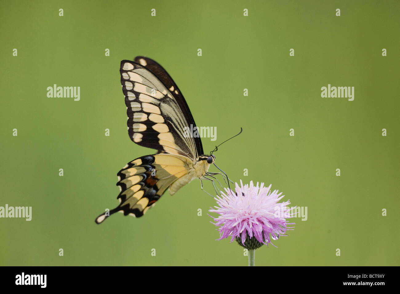 A coda di rondine gigante Papilio cresphontes adulto alimentazione su texas thistle Sinton Corpus Christi Coastal Bend Texas USA Foto Stock