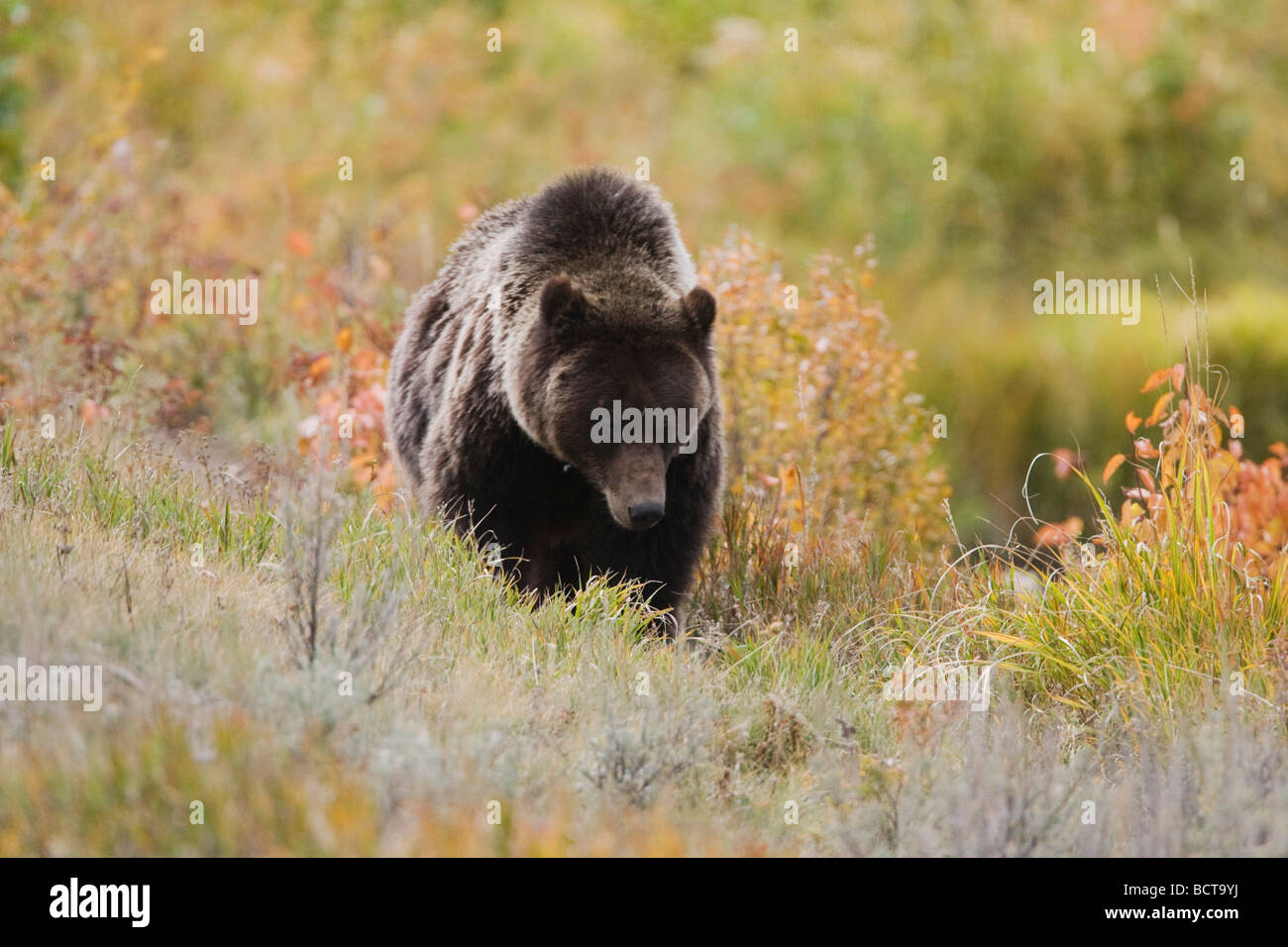 Orso grizzly Ursus arctos horribilis adulto il Parco Nazionale di Yellowstone Wyoming USA Foto Stock