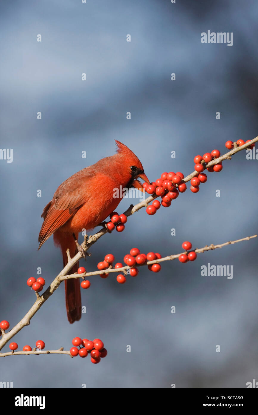 Il Cardinale nord Cardinalis cardinalis mangiare maschio Possum Haw Holly Ilex decidua bacche Bandera Hill Country Texas USA Foto Stock