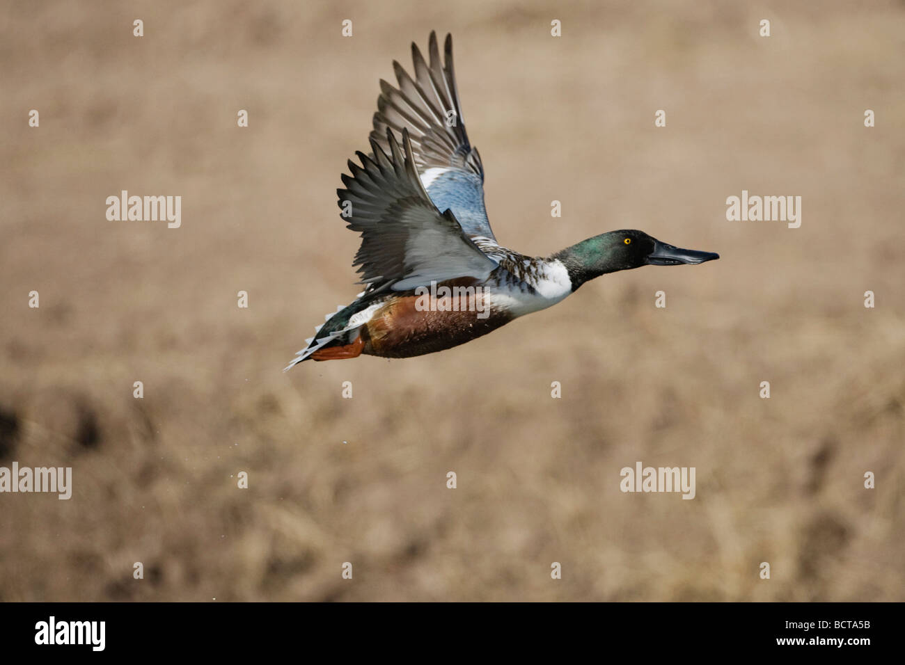 Northern Mestolone Anas clypeata maschio in volo Bosque del Apache National Wildlife Refuge Nuovo Messico USA Foto Stock