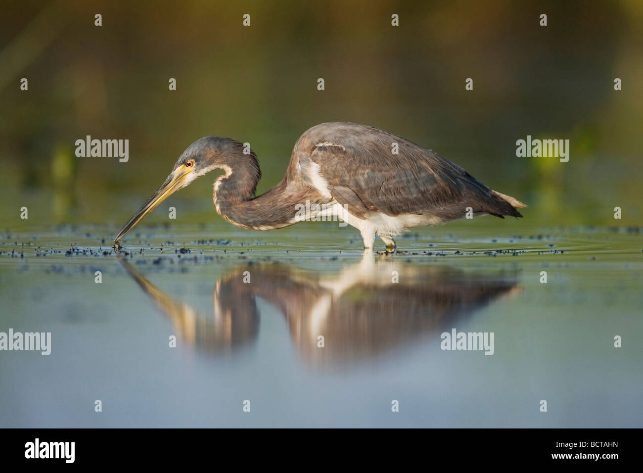 Airone tricolore Egretta tricolore pesca adulto Sinton Corpus Christi Coastal Bend Texas USA Foto Stock