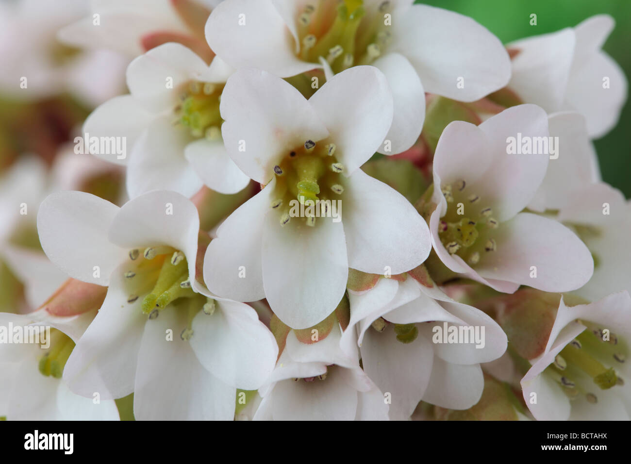 Bergenia 'Bressingham White' AGM (Elefante le orecchie) Foto Stock