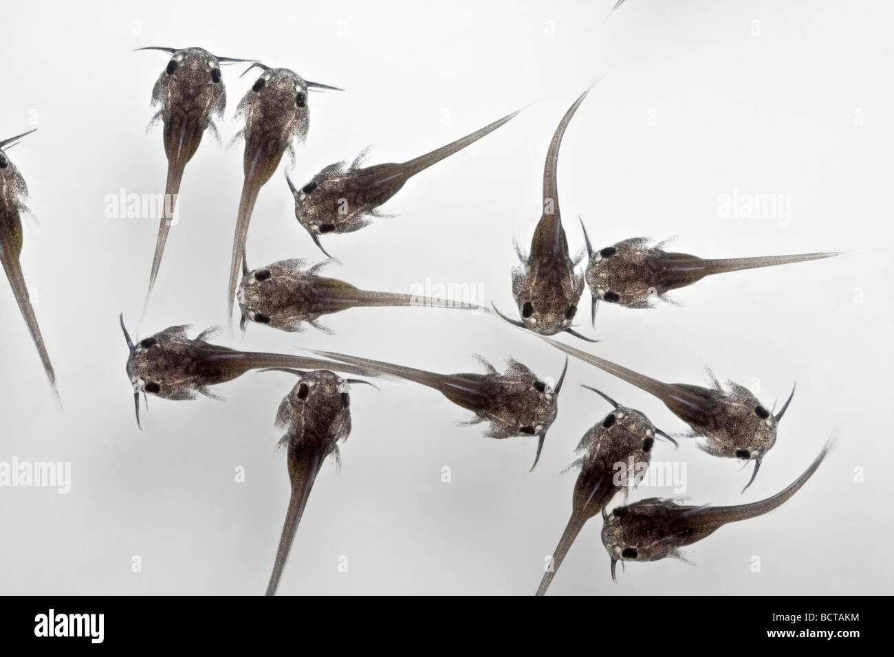 Avannotti di pesce gatto (Ictalurus melas). Avannotti de poisson-chat (Ictalurus melas). Foto Stock