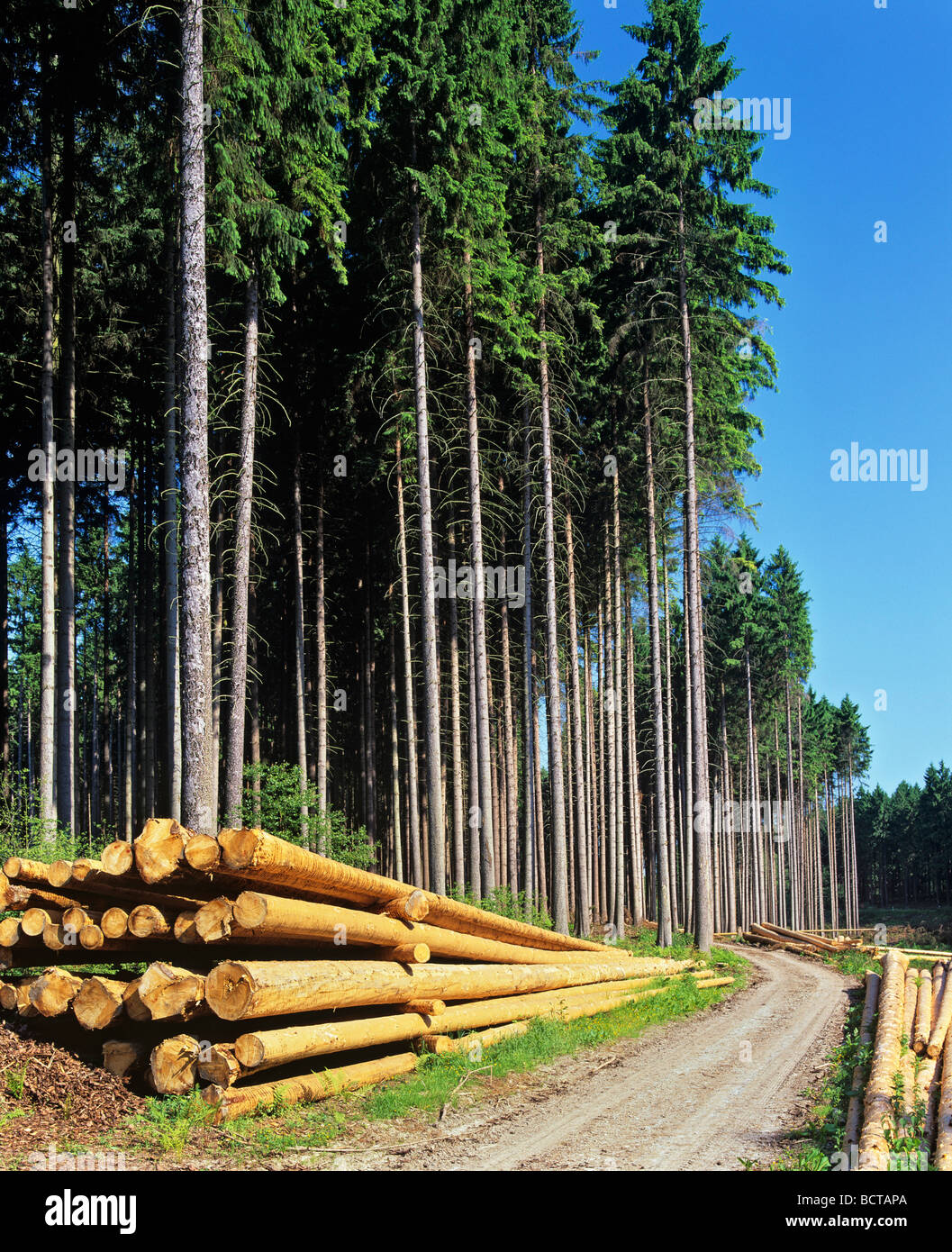 Tagliare Abete (Picea), foreste di abete rosso, il percorso, foresta, Germania, Europa Foto Stock