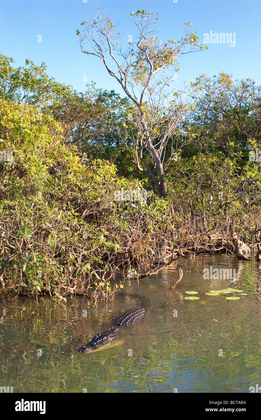 Un grande Saltwater (estuari) Crocodile (Crocodylus porosus) in acqua gialla Billabong nel Parco Nazionale Kakadu. Foto Stock