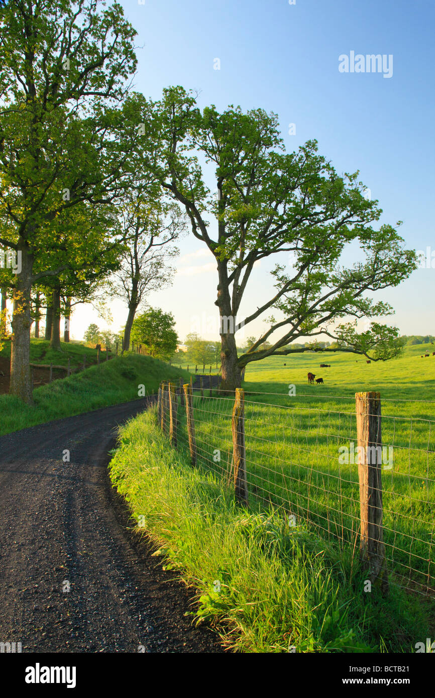 Bestiame al pascolo lungo la strada di campagna in Swoope Shenandoah Valley Virginia Foto Stock