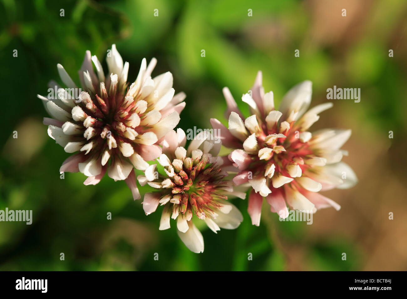 Trifoglio bianco Trifolium pratense Foto Stock