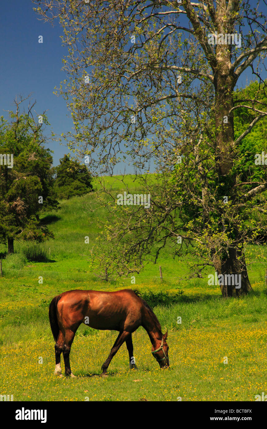 Cavallo su mennonita agriturismo vicino a Dayton in valle di Shenandoah Virginia Foto Stock