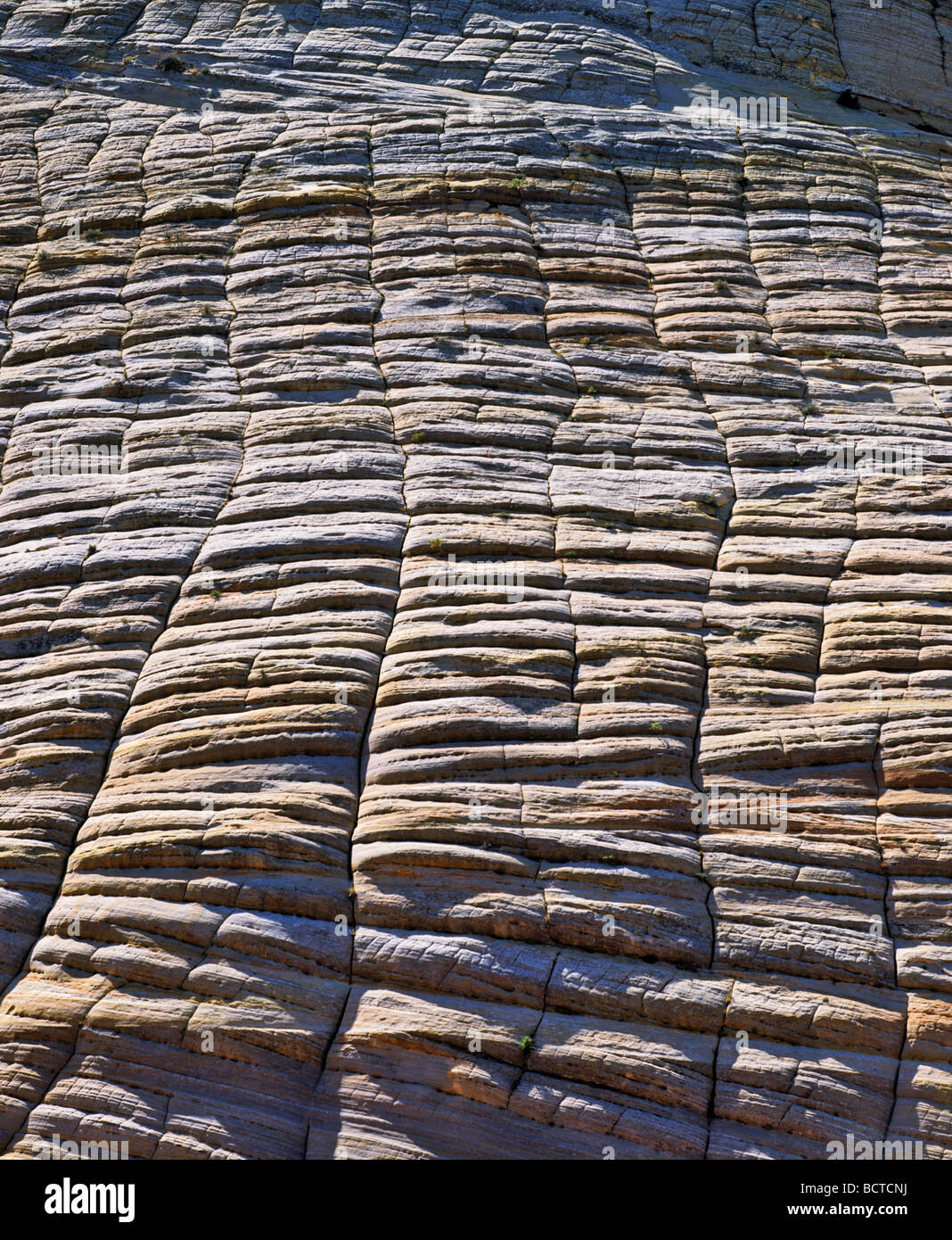 La Checkerboard Mesa, arenaria, Parco Nazionale Zion, Utah, Stati Uniti d'America Foto Stock