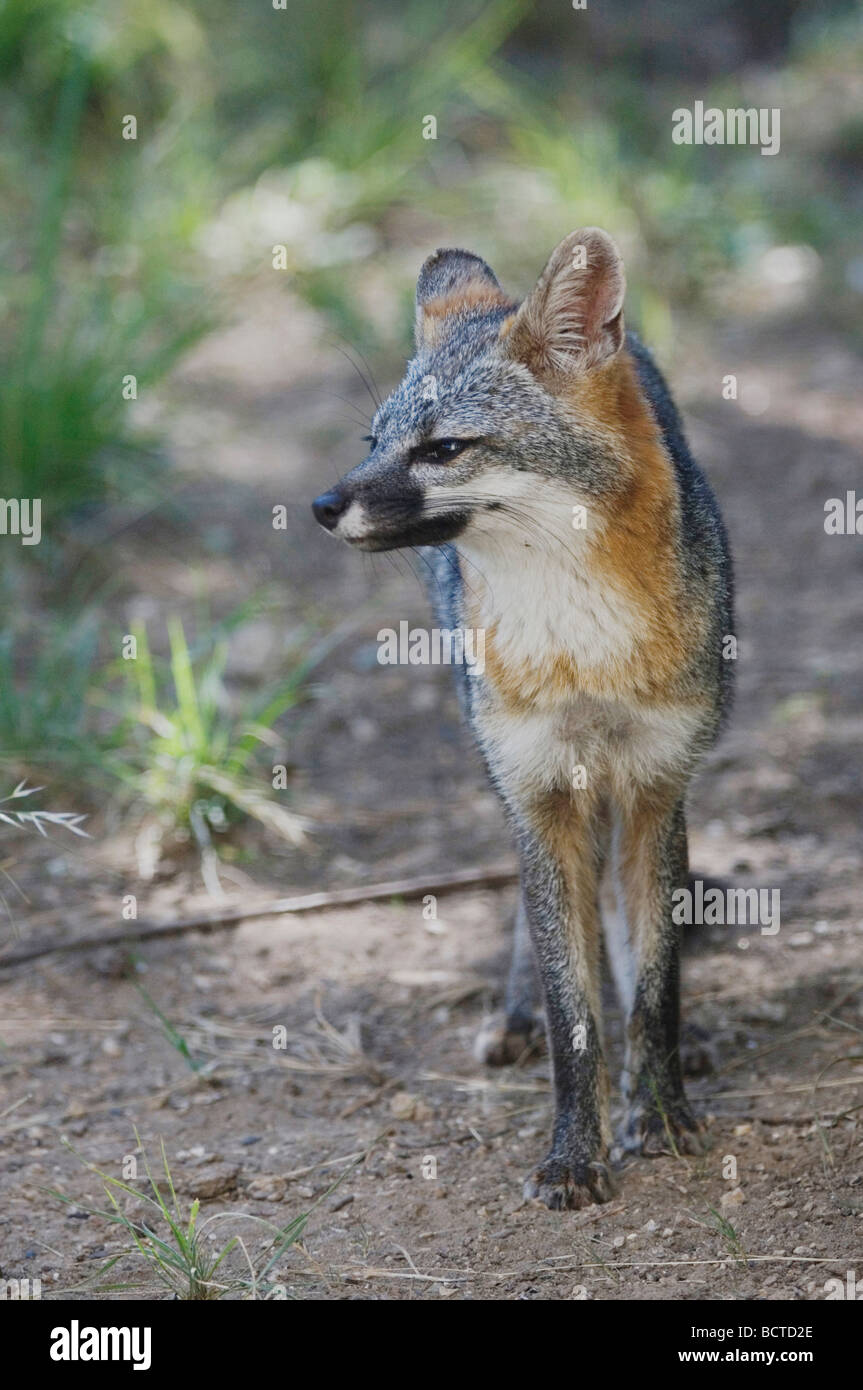 Gray Fox Urocyon cinereoargenteus adulto Hill Country Texas USA Giugno 2007 Foto Stock
