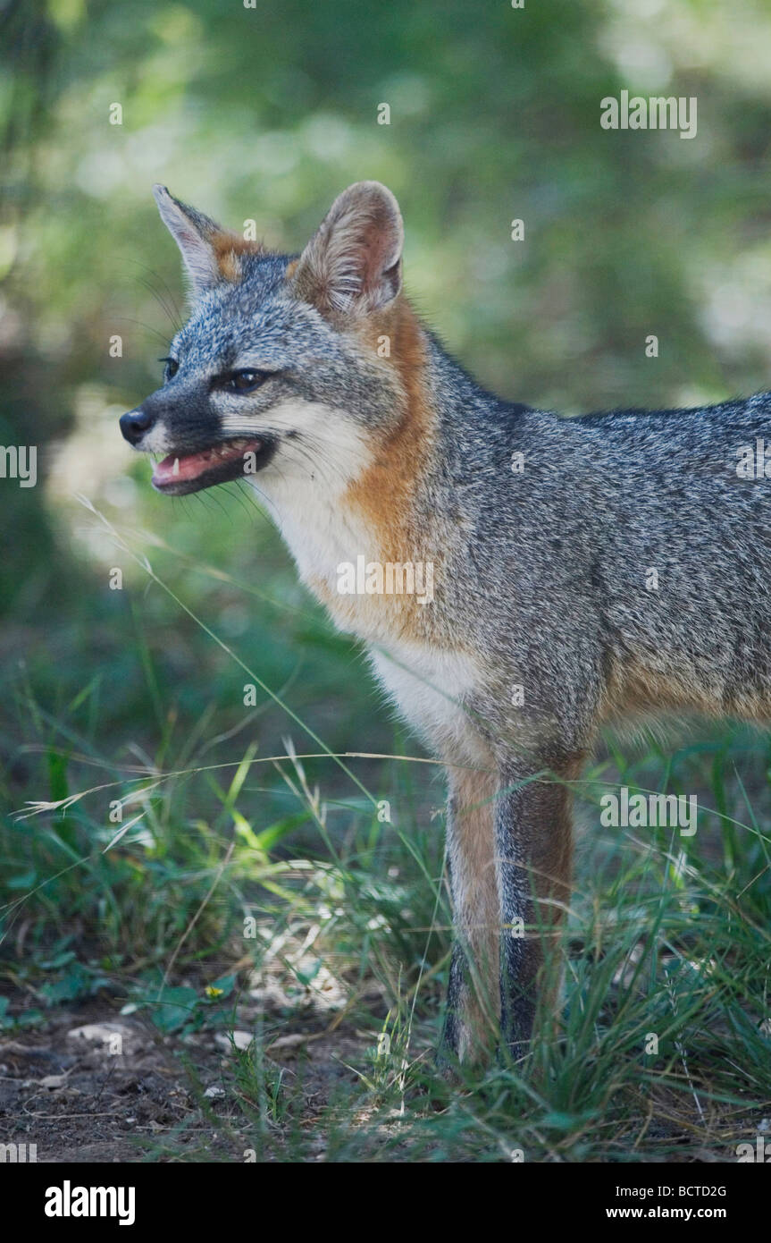 Gray Fox Urocyon cinereoargenteus adulto Hill Country Texas USA Giugno 2007 Foto Stock