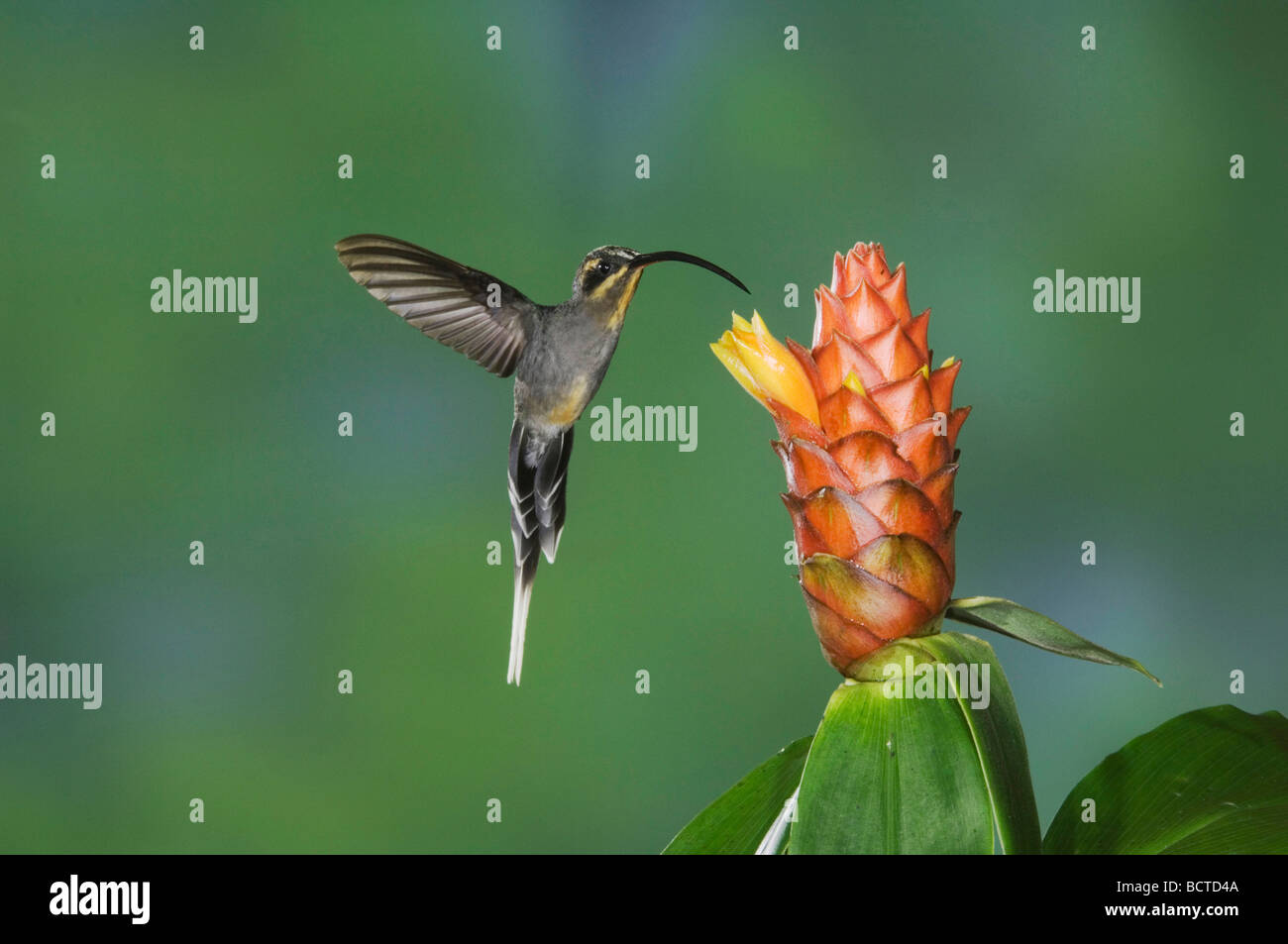 Verde Phaethornis eremita guy femmina in volo su alimentazione lo zenzero a spirale la Valle Centrale Costa Rica America Centrale Foto Stock