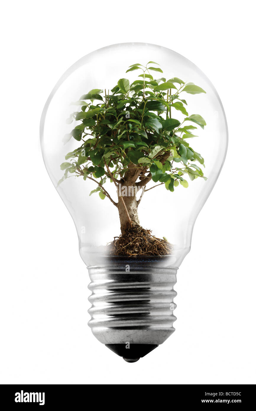 Albero nella lampadina, immagine simbolica per energia verde Foto Stock