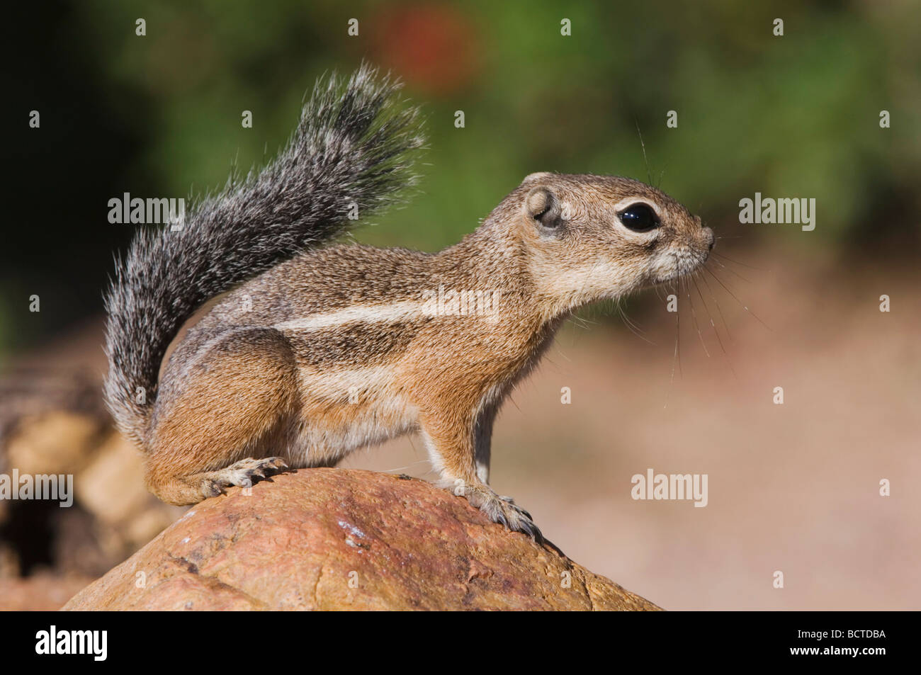 Harris s Antelope Squirrel Ammospermophilus harrisii adulto sul ramo Tucson in Arizona USA Settembre 2006 Foto Stock