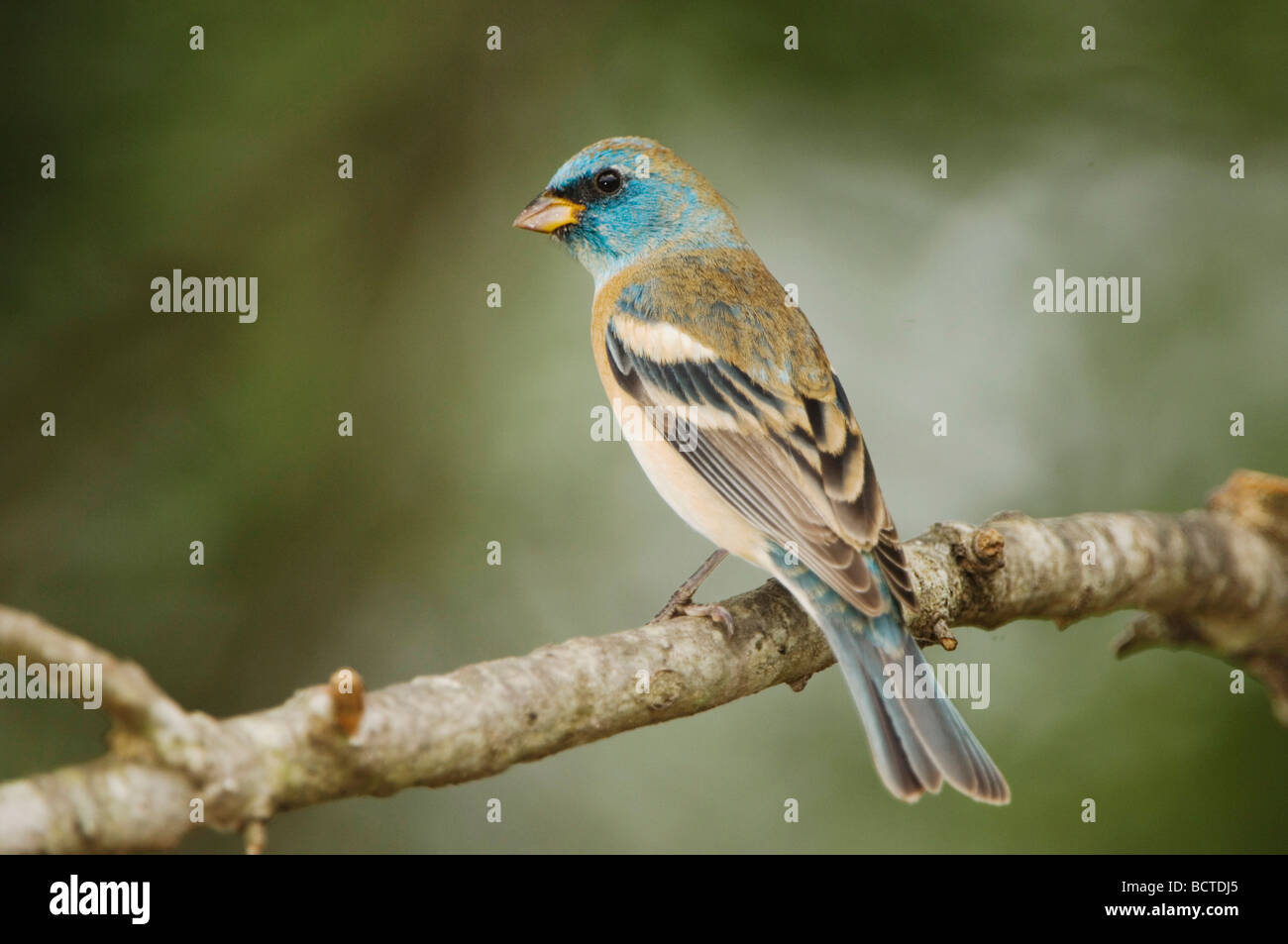 Lazuli Bunting Passerina amoena maschio Uvalde County Hill Country Texas USA Aprile 2006 Foto Stock