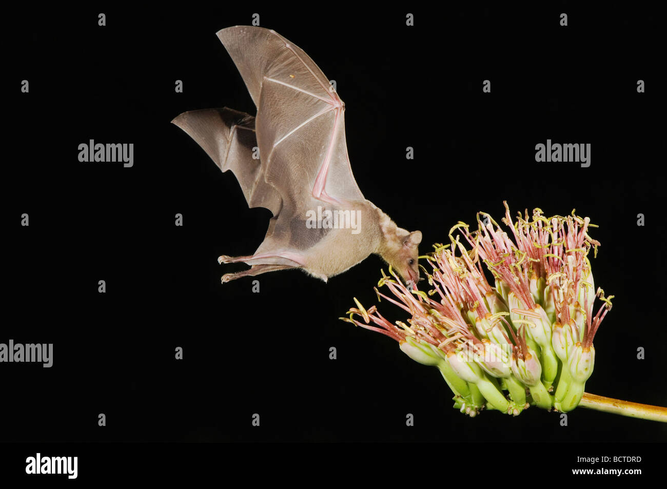 Minore a ganasce lunghe Leptonycteris Bat curasoae adulto in volo di notte alimentare sul fiore di Agave Agave spp Tucson in Arizona USA Foto Stock